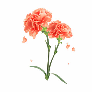 母亲节鲜花康乃馨元素GIF动态图